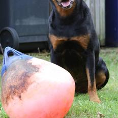Rottweiler Tazja, fattiggårdens Foxy