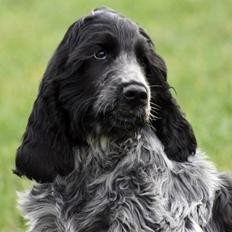 Cocker spaniel safir of mombasa.