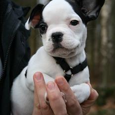 Fransk bulldog Mini Goofie