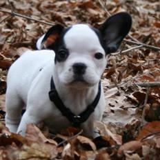 Fransk bulldog Mini Goofie