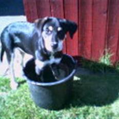 Blanding af racer Joy