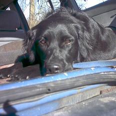 Flat coated retriever Freja