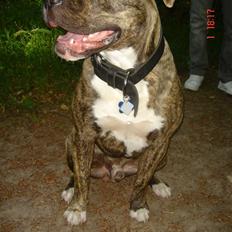 Amerikansk staffordshire terrier Pablo