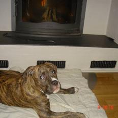 Amerikansk staffordshire terrier Pablo