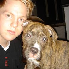 Amerikansk staffordshire terrier Pablo