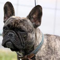 Fransk bulldog Lancome's Øyja