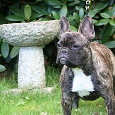 Fransk bulldog Lancome's Øyja