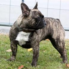 Fransk bulldog Lancome's Øyja