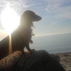 Dværggravhund Djengis Zilla