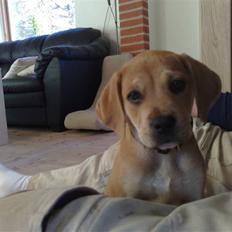 Blanding af racer kato