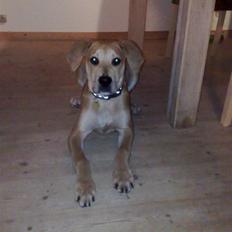 Blanding af racer kato