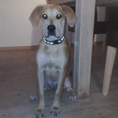 Blanding af racer kato