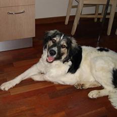 Blanding af racer Otto græsk gadehund