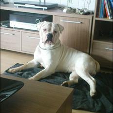 Amerikansk bulldog Max:-)