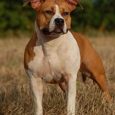 Amerikansk staffordshire terrier Steady Ready Tipit Hanky 