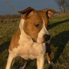 Amerikansk staffordshire terrier Steady Ready Tipit Hanky 