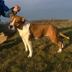 Amerikansk staffordshire terrier Steady Ready Tipit Hanky 