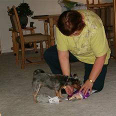 Yorkshire terrier Fie