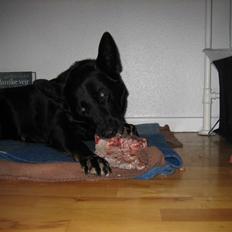 Blanding af racer Luna