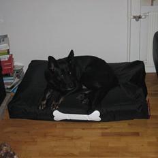 Blanding af racer Luna