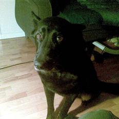 Blanding af racer Luna