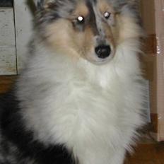 Collie langhåret Wendy