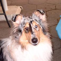 Collie langhåret Wendy
