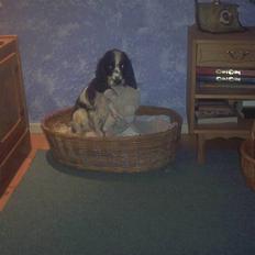 Cocker spaniel chikko