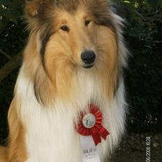 Collie langhåret Tonnie