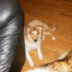 Collie langhåret Tonnie