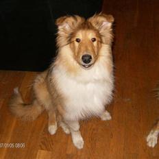 Collie langhåret Tonnie
