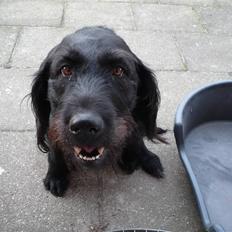 Blanding af racer sofus