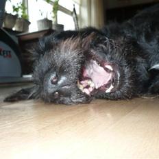 Blanding af racer sofus