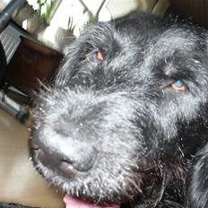 Blanding af racer sofus