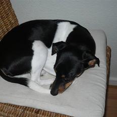 Glathåret foxterrier Buster