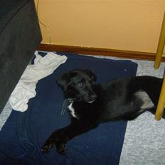 Newfoundlænder lady