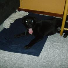 Newfoundlænder lady