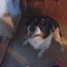 Dansk svensk gaardhund Polle