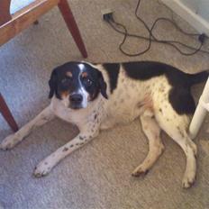 Dansk svensk gaardhund Polle