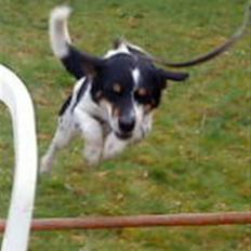 Dansk svensk gaardhund Polle