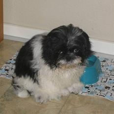 Shih tzu Tyson