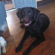 Labrador retriever Tanni<3