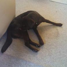 Labrador retriever Tanni<3