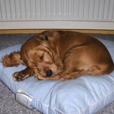 Cocker spaniel Chico