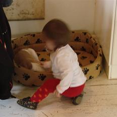 Amerikansk bulldog Sweet Little Alba(Rest in peace)