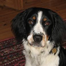 Blanding af racer **Viggo**