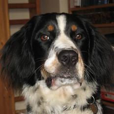 Blanding af racer **Viggo**