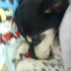 Dansk svensk gaardhund Bika