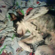 Dansk svensk gaardhund Bika