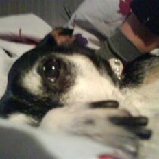 Dansk svensk gaardhund Bika